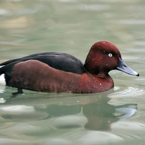 Ferruginous Duck Ferruginous Duck
