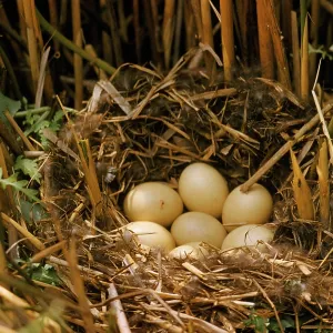 Ferruginous Duck - nest and eggs Ferruginous Duck - nest and eggs