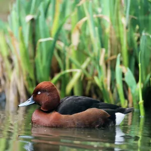 Ferruginous / Ferruginous pochard / white-eyed pochard Duck Ferruginous / Ferruginous pochard / white-eyed pochard Duck
