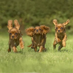 Fhree Cavalier King Charles Spaniel Dogs outdoors Fhree Cavalier King Charles Spaniel Dogs outdoors