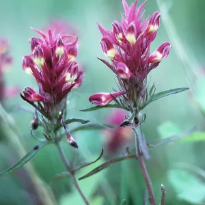 FIELD COWWHEAT - pink flowers FIELD COWWHEAT - pink flowers