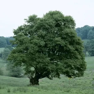 FIELD MAPLE TREE FIELD MAPLE TREE