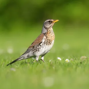 Fieldfare, adult bird on garden lawn Fieldfare, adult bird on garden lawn