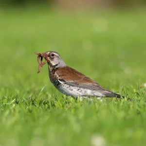 Fieldfare on a garden lawn, parent bird with worms in its beak Fieldfare on a garden lawn, parent bird with worms in its beak