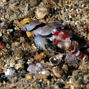 Filament-finned prawn-goby, Stonogobiops nematodes, with Alp Filament-finned prawn-goby, Stonogobiops nematodes, with Alp