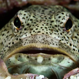 Finespotted Jawfish