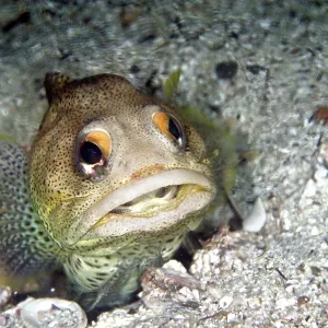 Finespotted Jawfish