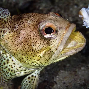 Finespotted Jawfish - eating Scallop