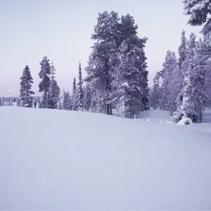 FINNISH LAPLAND - Forest in winter FINNISH LAPLAND - Forest in winter