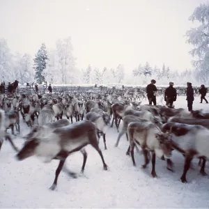 Finnish Lapland Winter - Reindeer / Caribou separation Finnish Lapland Winter - Reindeer / Caribou separation