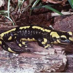 FIRE SALAMANDER FIRE SALAMANDER