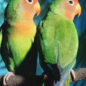 FischerIs / Peach-faced Lovebirds - Hybrid FischerIs / Peach-faced Lovebirds - Hybrid