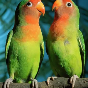 FischerIs / Peach-faced Lovebirds - Hybrid FischerIs / Peach-faced Lovebirds - Hybrid