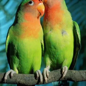 FischerIs / Peach-faced Lovebirds - Hybrid FischerIs / Peach-faced Lovebirds - Hybrid