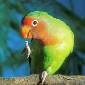 FischerIs / Peach-faced Lovebirds - Hybrid FischerIs / Peach-faced Lovebirds - Hybrid