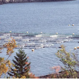 FISH FARM - Salmon Farming FISH FARM - Salmon Farming