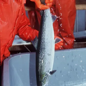 FISH FARMING - Harvesting salmon from pens in the Atlantic FISH FARMING - Harvesting salmon from pens in the Atlantic