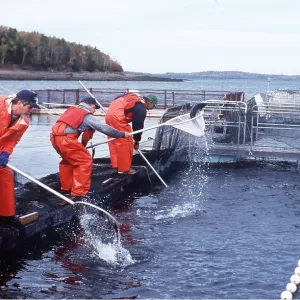 FISH FARMING - Salmon farming FISH FARMING - Salmon farming