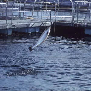 FISH FARMING - Salmon farming in pens FISH FARMING - Salmon farming in pens