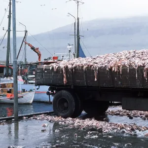FISHING - fish loaded onto trailer FISHING - fish loaded onto trailer