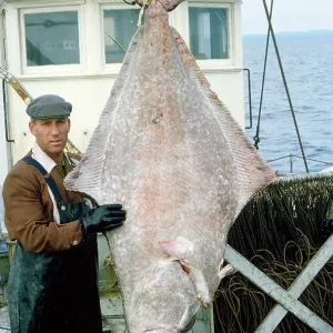 Fishing - fisherman with Atlantic Halibut Fishing - fisherman with Atlantic Halibut