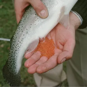 FISHING - RAINBOW TROUT OVA FISHING - RAINBOW TROUT OVA