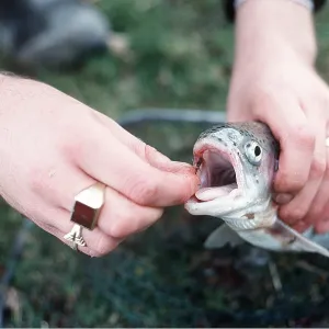FISHING - removing fly from Rainbow Trout after FISHING - removing fly from Rainbow Trout after