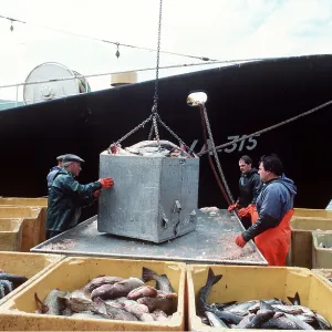 FISHING - Unloading fish from boat FISHING - Unloading fish from boat