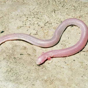 Five-toed worm Lizard Five-toed worm Lizard