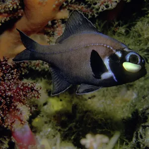 Flashlight fish - These fish have a symbiotic bacterium Flashlight fish - These fish have a symbiotic bacterium