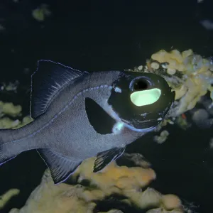 Flashlight Fish - These fish have a symbiotic bacterium Flashlight Fish - These fish have a symbiotic bacterium