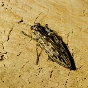 Flat-headed Pine Borer Beetle Flat-headed Pine Borer Beetle