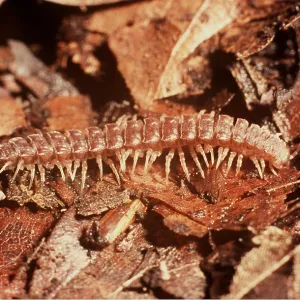 FLAT BACK MILLIPEDE FLAT BACK MILLIPEDE