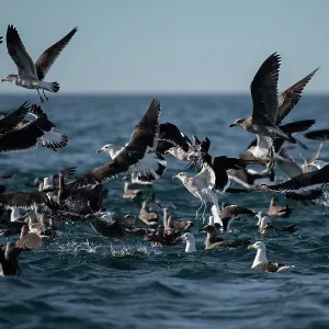 Flock of Kelp Gulls