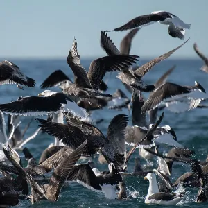 Flock of Kelp Gulls