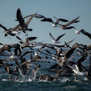 Flock of Kelp Gulls