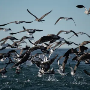 Flock of Kelp Gulls
