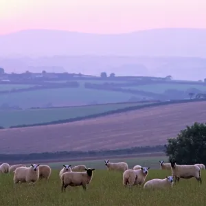 Flock of Sheep - at dusk Flock of Sheep - at dusk