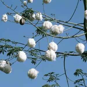 FLOSS SILK TREE - Bursting seed pods
