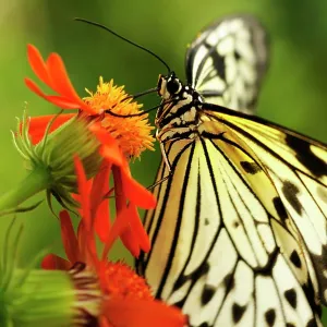 Flower Flower