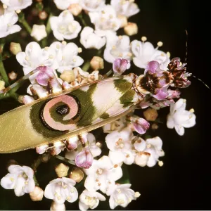 FLOWER MANTIS - on flower FLOWER MANTIS - on flower