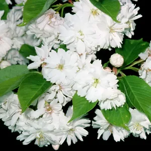 Flowering CHERRY - close up of flowers Flowering CHERRY - close up of flowers