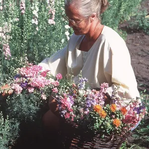 FLOWERS - woman gathering flowers FLOWERS - woman gathering flowers