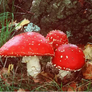 FLY AGARIC FUNGI - three FLY AGARIC FUNGI - three