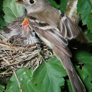 Least Flycatcher (Empidonax minimu) - with adopted Least Flycatcher (Empidonax minimu) - with adopted