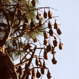 Flying fox / Fruit BATS - roosting in tree Flying fox / Fruit BATS - roosting in tree