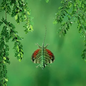 Flying Lizard - In flight Flying Lizard - In flight