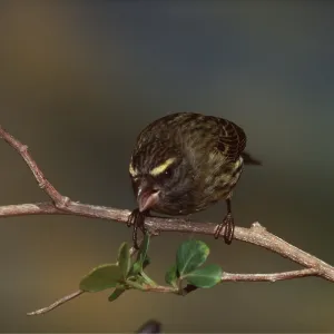 FOREST CANARY - Threatening pose FOREST CANARY - Threatening pose