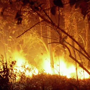 Forest Fire Forest Fire