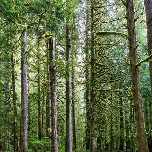 Forest in Mount Rainier National Park Forest in Mount Rainier National Park